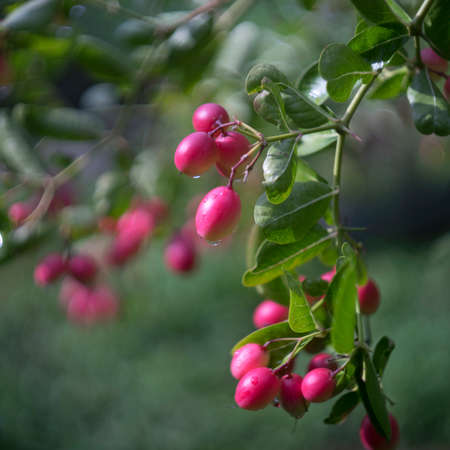 Mango yawning lime boo on Tree in The garden.の写真素材
