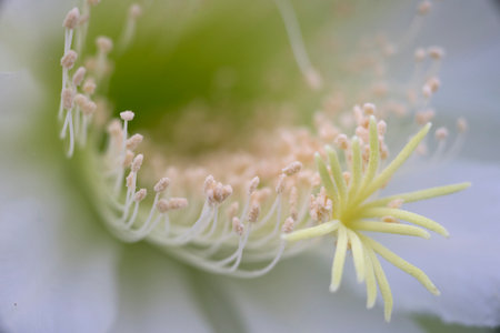 White flower cactus. Cactus Echinopsis. Daylight, outdoor, close up. Botanic garden. Big Cactus...