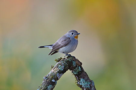 Blue Flycatcher , Thailand (bird)の写真素材