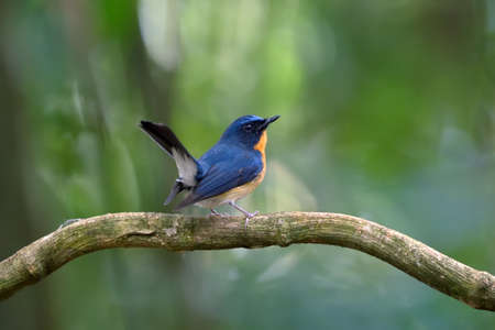 Blue Flycatcher , Thailand (bird)の写真素材