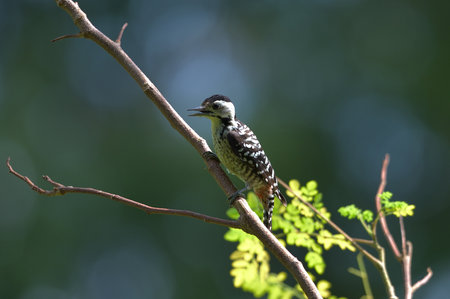 Bird (Fulvous-breasted Woodpecker) , Thailandの写真素材