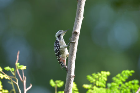 Bird (Fulvous-breasted Woodpecker) , Thailandの写真素材