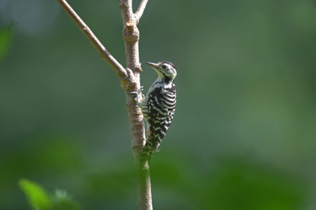 Bird (Fulvous-breasted Woodpecker) , Thailandの写真素材