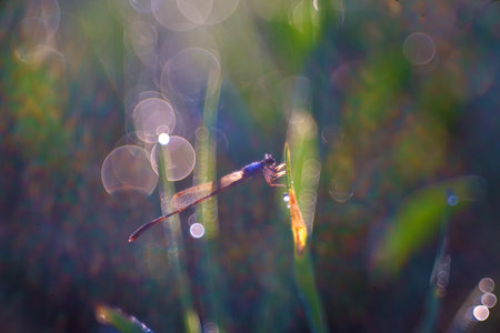 Beautiful Dragonfly on Grass Close Up, Dragonfly Summer Morningの写真素材