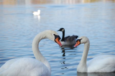 swans swimmingの写真素材
