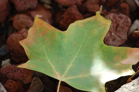 leaf in sun changing color
