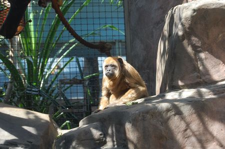 Monkey in deep thought at Cleveland zoo
