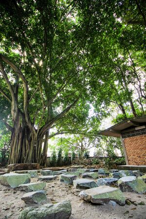 rock and tree shady dhamma retreatの写真素材