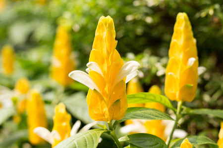 Yellow flower with green backgroundの写真素材