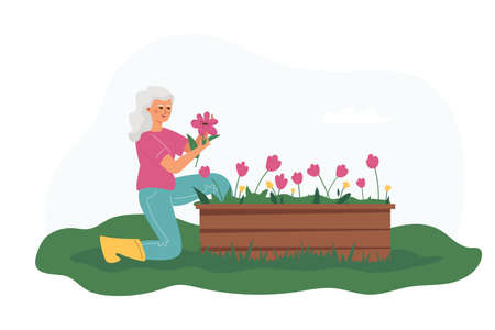 A happy elderly woman growing flowers. Retirement hobby and leisure.のイラスト素材