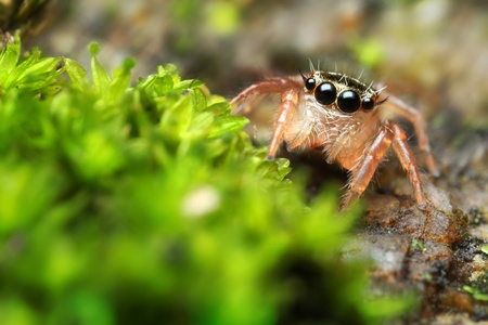 Jumping Spider Hornの写真素材
