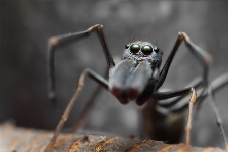 Spider antの写真素材