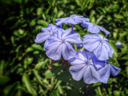 A beautiful Cape leadwort の素材