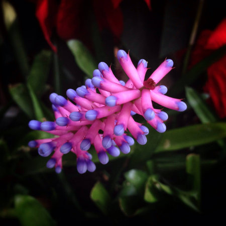 A strange flower , I don't know what it name isの素材