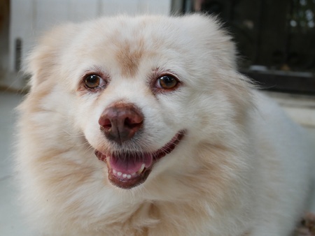 White dog with smiley faceの素材