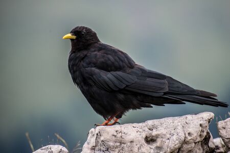 Bird in Trentino Dolomitesの写真素材