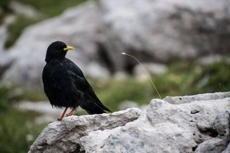Bird in Trentino Dolomitesの写真素材