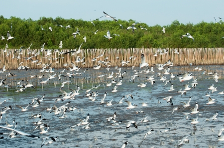 the seagull crowd move to Bangpu, Thailand の写真素材