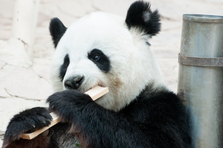 panda eat bamboo in zooの写真素材
