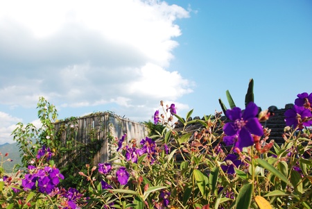 violet flower field and hut の写真素材