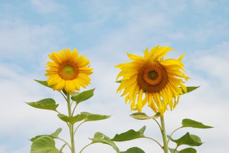 sunflower with blue skyの写真素材