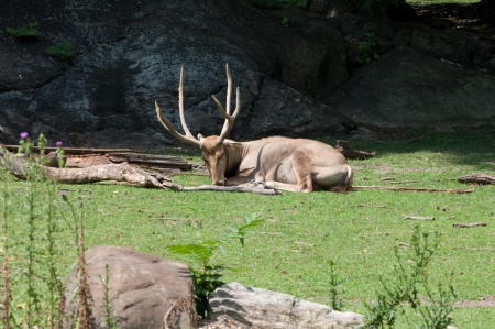 deer in zoo の写真素材