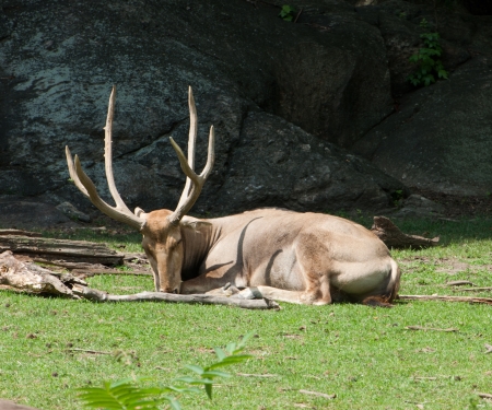 deer in zoo の写真素材
