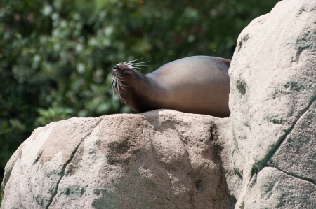seal lay down on a rock の写真素材