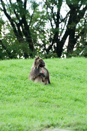 monkeyの写真素材