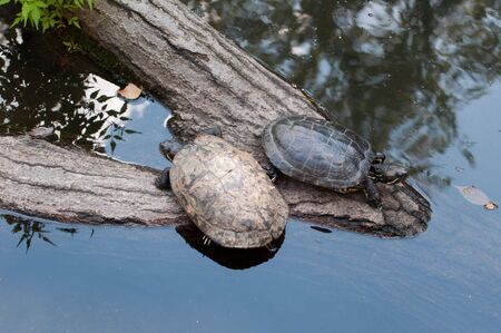 turtle is near waterの写真素材
