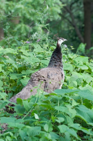 peacockの写真素材