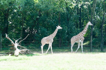 giraffes are walking in zooの写真素材