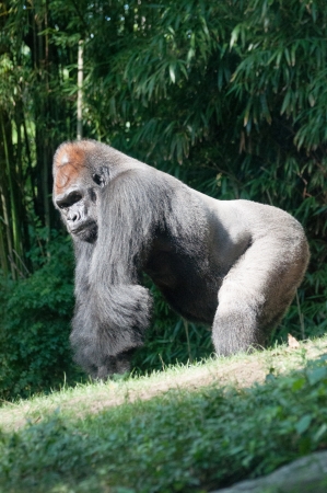 leader of orangutan in zoo