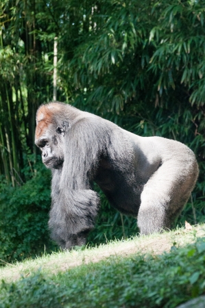 orangutan in zooの写真素材
