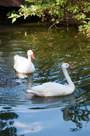 ducks on the water の写真素材