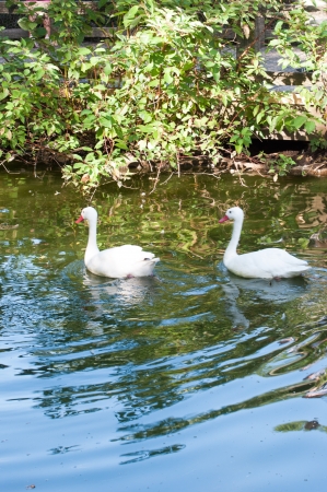 ducks in zoo の写真素材