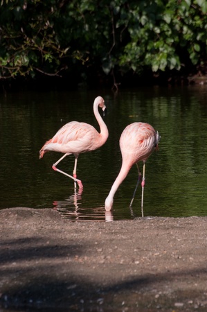 flamingos in the zooの写真素材