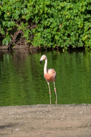 flamingo in zooの写真素材