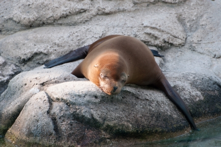 seal fall asleepの写真素材