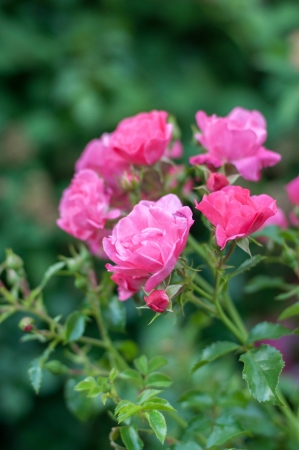 pink flowersの写真素材