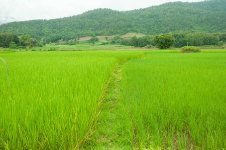 rice field の写真素材