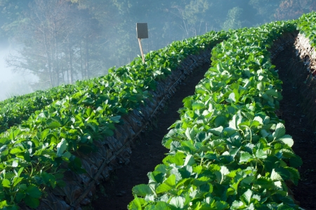 strawberry field の写真素材