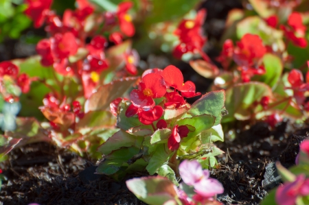 red flower