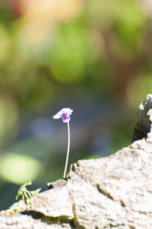 violet flowerの写真素材