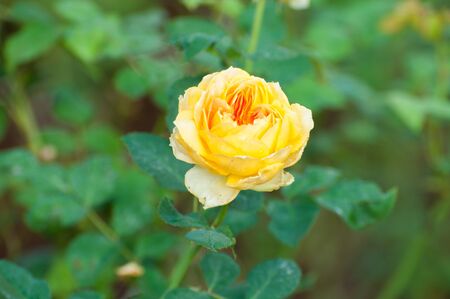 yellow rose の写真素材