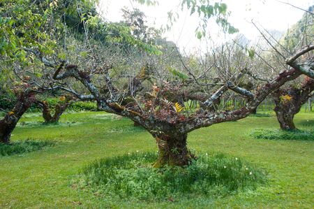plum treeの写真素材