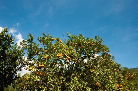 orange treeの写真素材