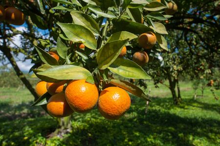 orangesの写真素材