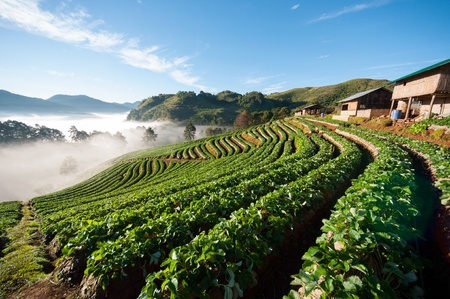 strawberry fieldの写真素材