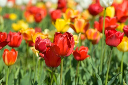 the tulip field in Kashmir, Indiaの写真素材